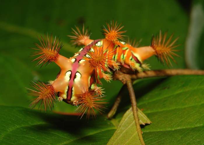 This is a type of stinging nettle caterpillar that keeps its spines tightly bunched together until it feels threatened in which case its "weapons" would be unfurled and pointed at anyone who dares get close.