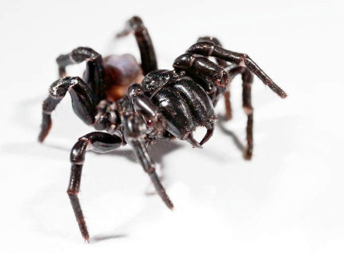 The Sydney funnel web spider is the most venomous spider in Australia and the second-most venomous spider in the world. It is black with a shiny, hairless front section. The abdomen is dark plum to black.