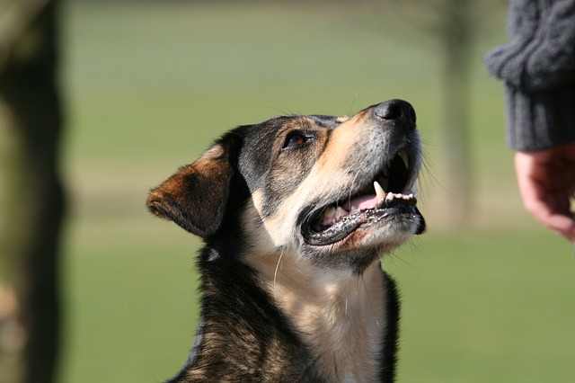 Dog Watching Hand Signals