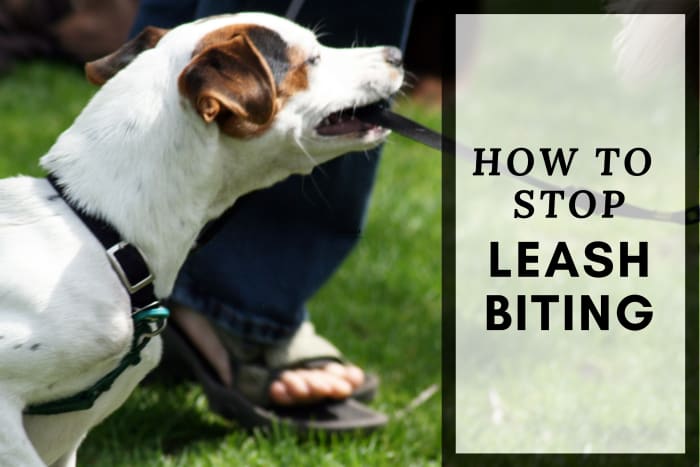 Not all leash biting is created equal. We must first understand why the behavior is happening in order to prevent it.