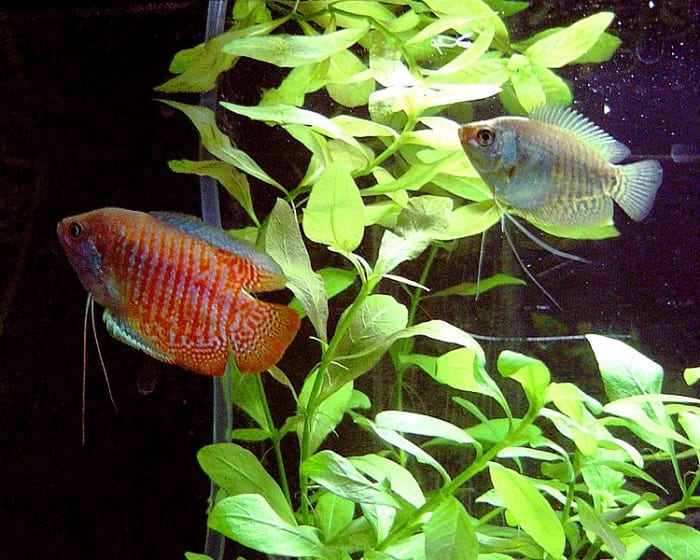 More space in a 10-gallon tank means a wider selection of fish to choose from.