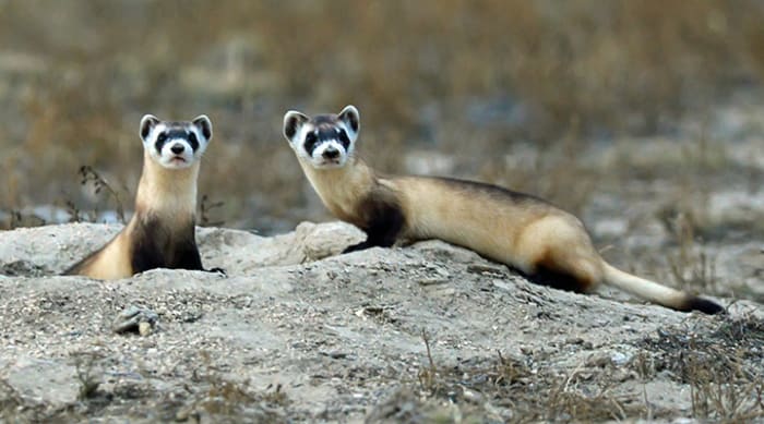 Black-footed ferrets were feared extinct in the 1970's until a rancher's dog in Wyoming came home with a dead one in its mouth, presumably killed by the dog. That event led to the discovery of several more of the animals living nearby.