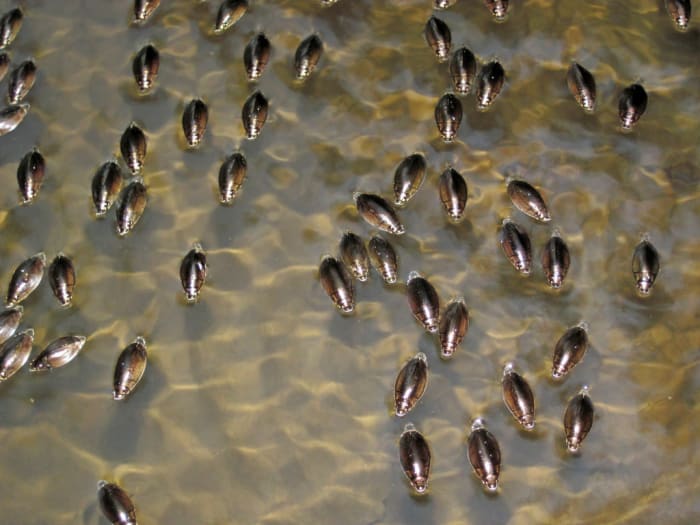 As the whirligig beetles are skimming across the water's surface, they are also cleaning the water, ridding it of dead and decaying matter, which makes them very beneficial insects.