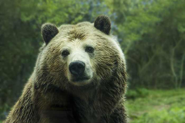 This grizzly may be beautiful, but he/she IS very Dangerous.