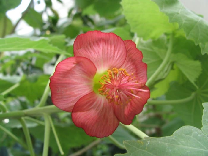 The beautiful Abutilon flower of the ko'oloa'ula shrub in Hawaii, endangered with declining numbers. Beautiful up close, the flowers can sometimes be hidden by the much larger leaves and not visible at a distance.