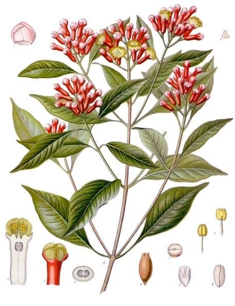 An illustration of the clove plant
