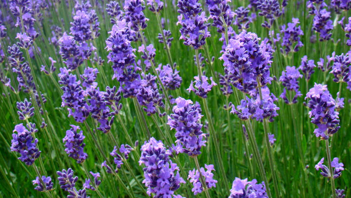 Lavender is a good scent for creating a peaceful, calm atmosphere in the bath.