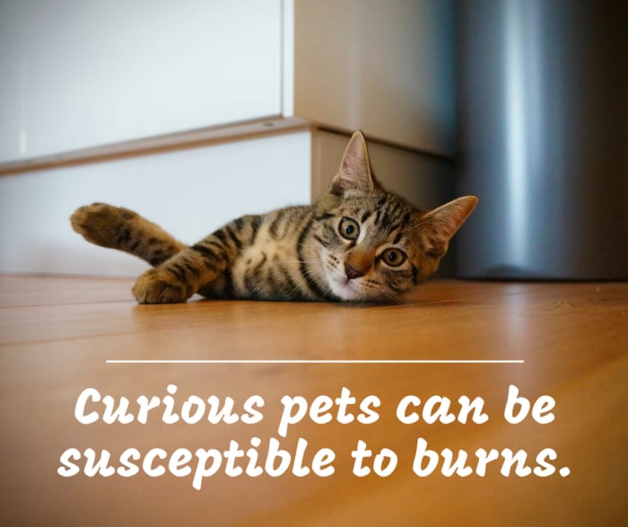 Curiosity killed the cat? Because of their agility and inquisitive nature, pets are more likely to injure themselves accidentally.