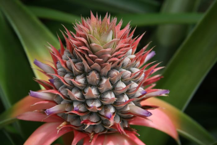 Immature pineapple has been used to cause intentional miscarriage in some countries: pineapple core has not been studied for its safety or efficacy in trying to conceive.