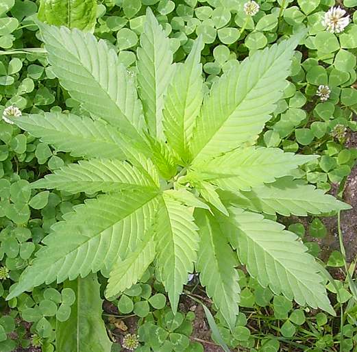 the-health-benefits-of-almond-grape-seed-hemp-sesame-and-sunflower-oils