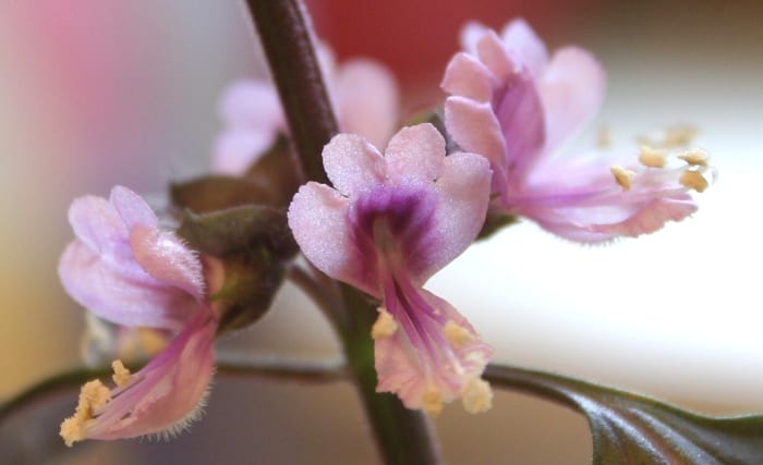 Young basil starts out as pink flowers.