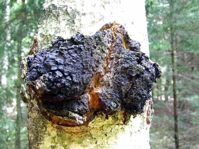 Chaga mushroom is found on birch trees in Canada, Asia, and parts of the northeastern U.S.