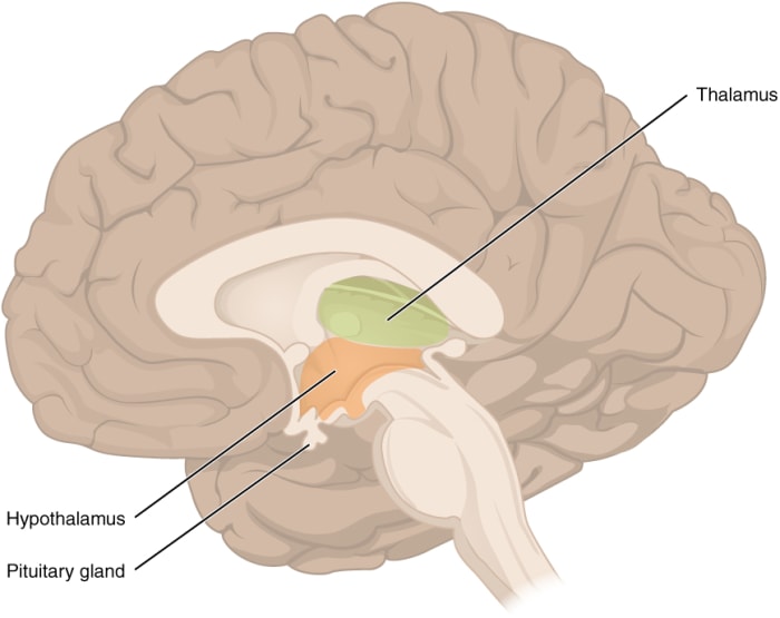 The menstrual cycle and hormone balance are largely regulated by the hypothalamus and pituitary gland.