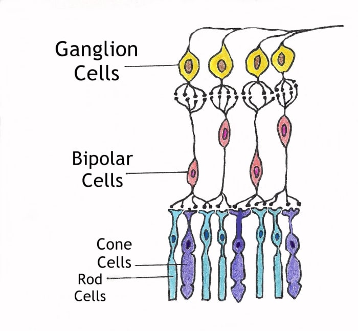 A diagram of the neuronal and photoreceptor layers of the retina. The ganglion and bipolar cells make up the neuronal layer and the rods and cones make up the photoreceptor layer.