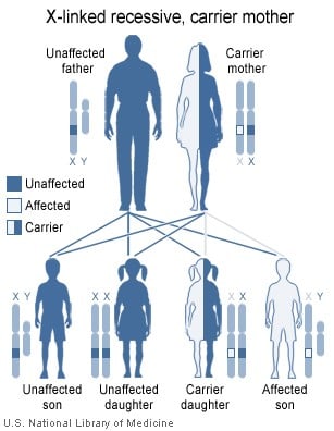 A "road map" showing how the recessive gene for color blindness is transmitted from mother to children.