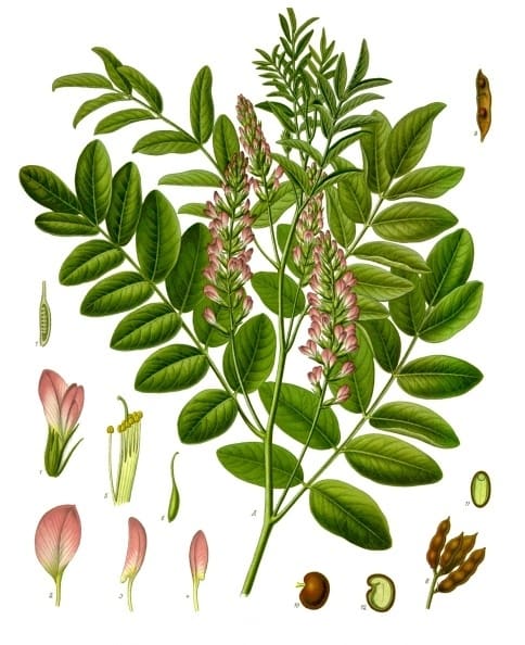 The licorice herb