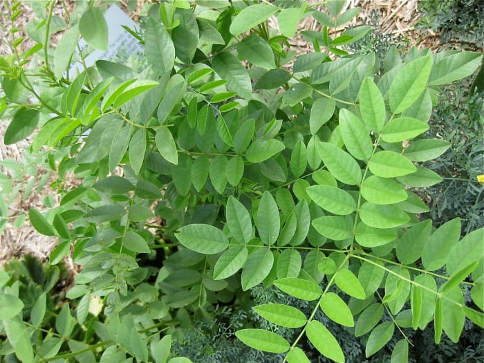 Leaves of licorice (Glycyrrhiza glabra)