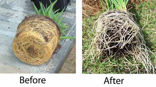 In our lives we can become physically and psychologically "root-bound." We can resist changes, but won't flourish without them.