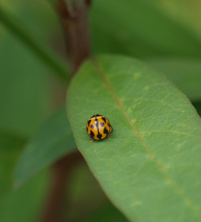 A tiny ladybug landing on you is considered a sign of good luck! Blessings do come in all shapes and sizes.