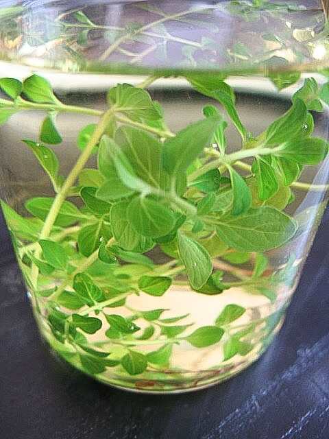 Since it isn't made from leaves of the tea plant, thyme tea is more correctly known as an infusion or a tisane.