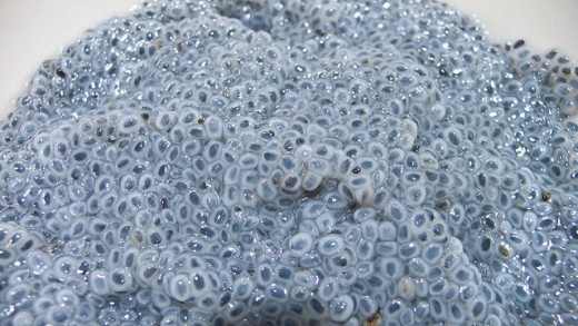 Basil seeds absorb an incredible amount of water.