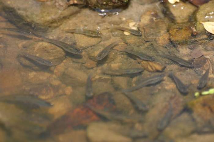 Mosquitofish can be used as a non-chemical method to control mosquito larvae.