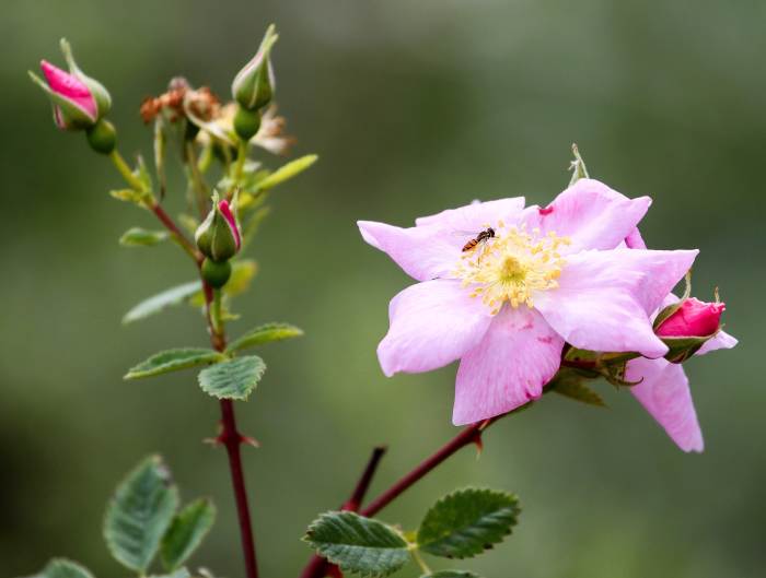 The California wild rose, or Rosa californica