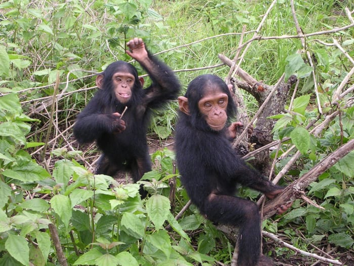 Some chimpanzees eat clay.