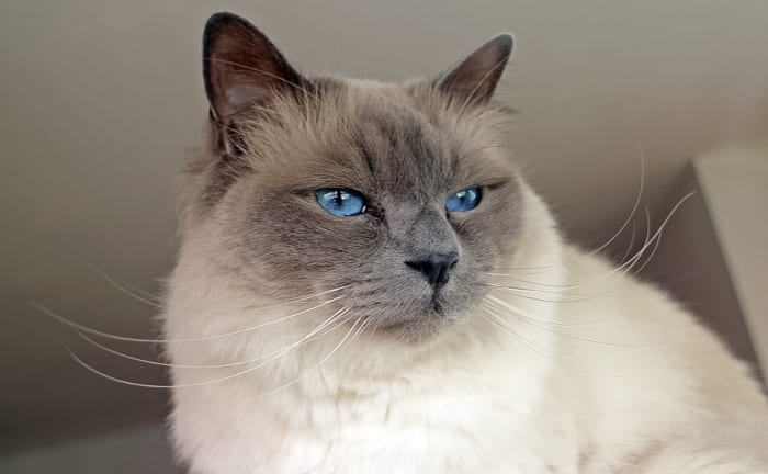 If you have a cat, make sure that the other pets in the house don't eat the cat's litter. Swallowed litter may absorb water, expand, and block the intestine.