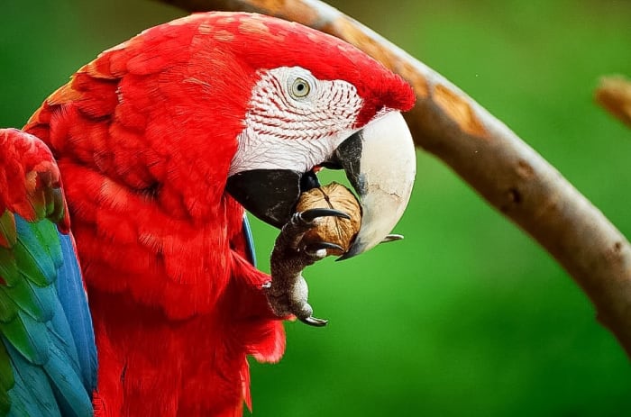 Wild scarlet macaws eat clay.