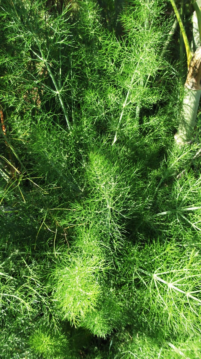 I grow fennel, which aids digestion and is useful during the recovery stage while bones are healing.