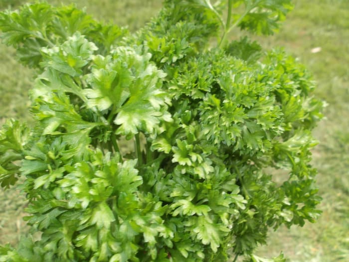 Parsley has many advantages, one of them being that they grow more easily than prunes, another natural laxative.