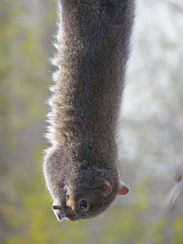 This gymnastic squirrel ran up a brick wall, crossed balcony railings, pulled himself up to bite some seed block, and dropped to a dramatic hanging position to enjoy his dinner. Now that's determination in the face of challenge!