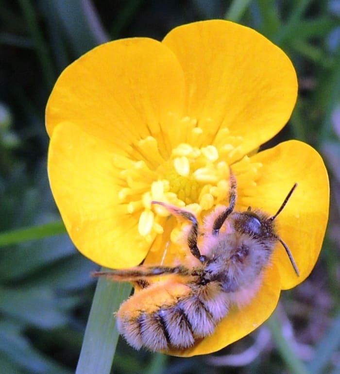 Buttercups are simple in appearance, biting in taste, and have healing properties.