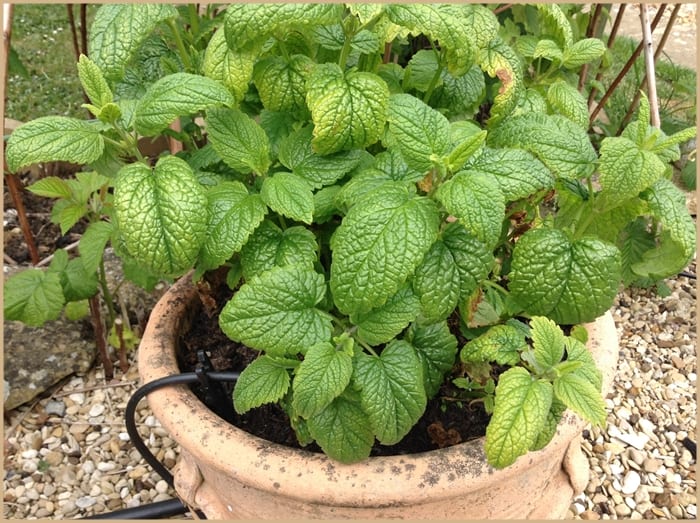 My Lemon Balm plant is used throughout the summer - and by freezing the leaves, I can enjoy Lemon Balm Herbal Tea in the Winter too!