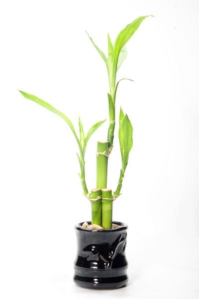 As an indoor plant, bamboo dehumidifies, deodorizes, and neutralizes toxins in the air.