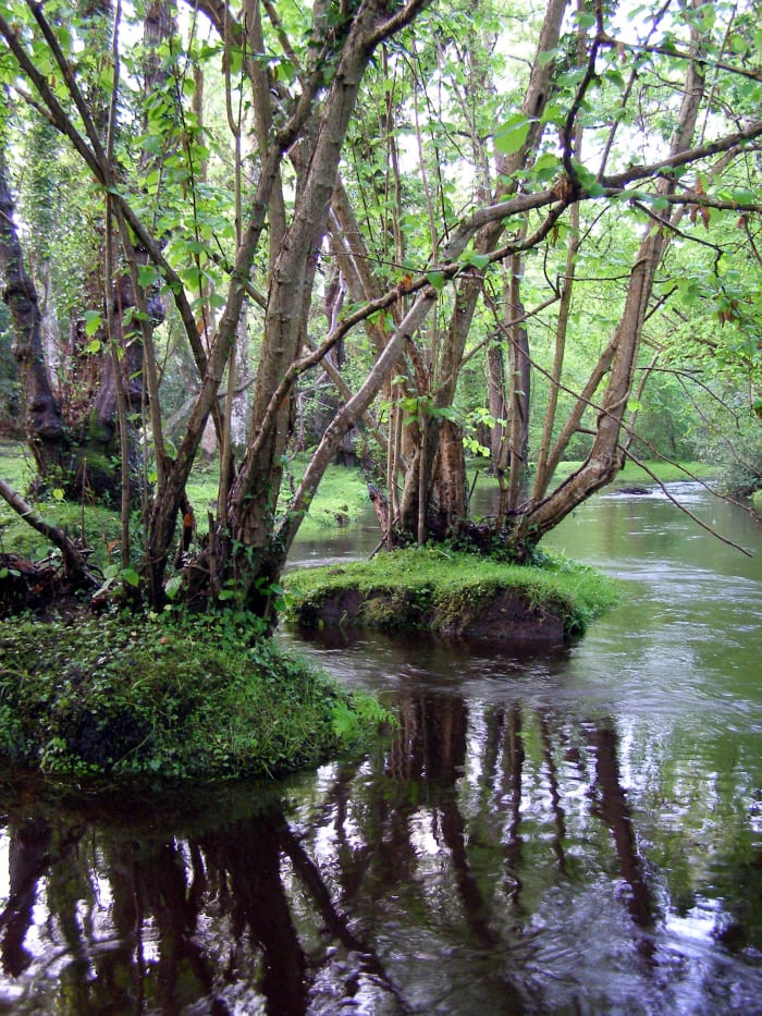 New Forest of southern England, the inspiration for the forest of the original series.