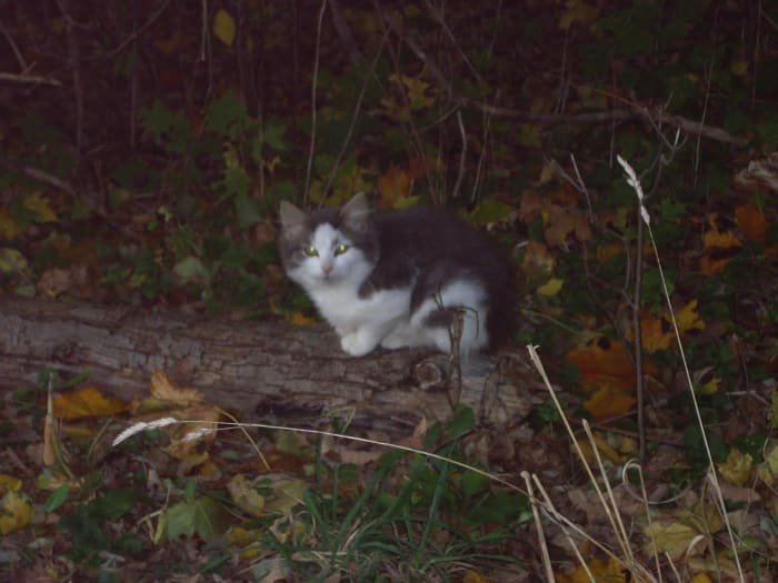 Feral cats already live on the streets and in the woods, making the book's plot attractive.