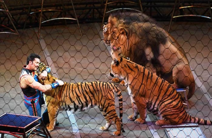 Alexander Lacey and his affectionate felines. Ringling Bros. and Barnum & Bailey presents Out Of This World (2016-2017)