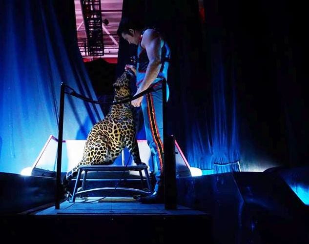 Alexander Lacey spends a private moment with his leopard, Mogli, before their entrance in the opening spectacle. Ringling Bros. and Barnum & Bailey presents Out Of This World (2016-2017)