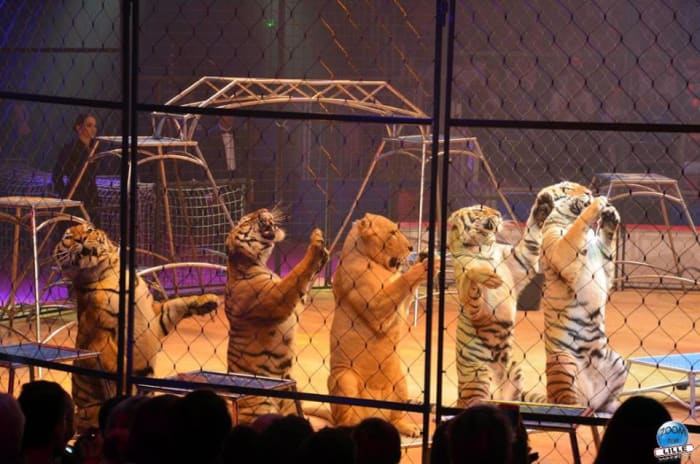Katie Azzario-Lacey watches carefully, as Alexander Lacey's big cats play in the circus ring. Lille Circus Festival; Lille, France