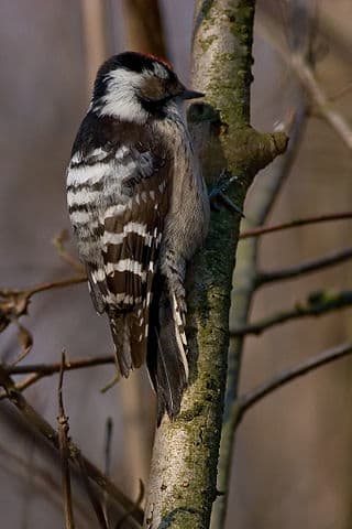 The presence of Lesser Spotted Woodpeckers has undoubtedly saved many places including a part of my own patch, known as Elmdon Manor from potential development.