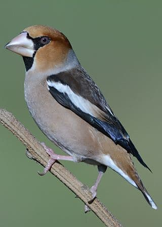 In 2017 I was lucky enough to see a couple of Hawfinches on my local patch at Elmdon Park. Seeing one of these more than made up for all the frustrating days I'd had previously.