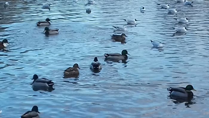 Having a lake on your local patch is very useful as otherwise sightings of wildfowl will be rare.