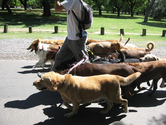 Dog walking is more often than not a benign activity but irresponsible dog owners are often the cause for many a frustrating day on any local patch.