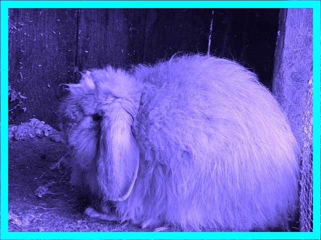 Imagine seeing a giant version of this fluffy purple monster in the middle of the street... prime story material!