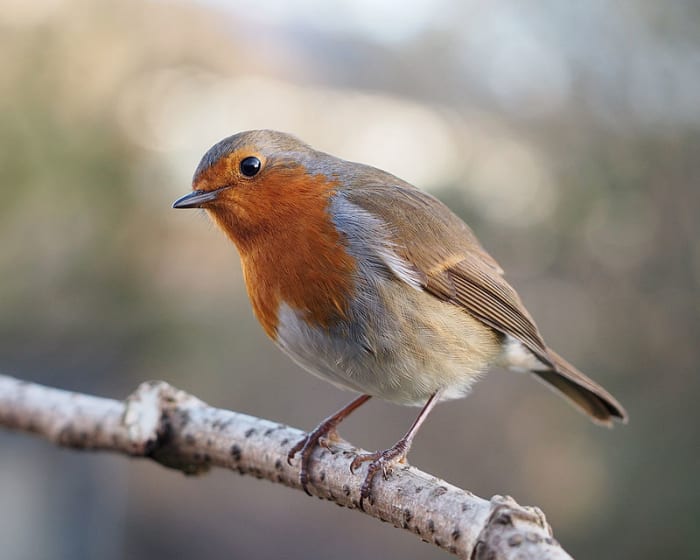 European Robins are among the commonest of all British birds, so by getting to know them, there's less chance of mistaking it for something like a Red-breasted Flycatcher.