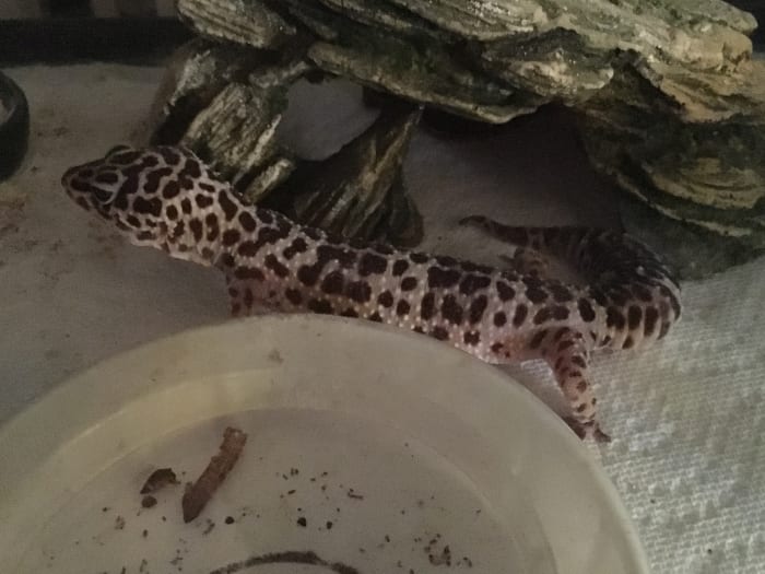 Annie is approximately 20 years old and sometimes even she decides not to eat.