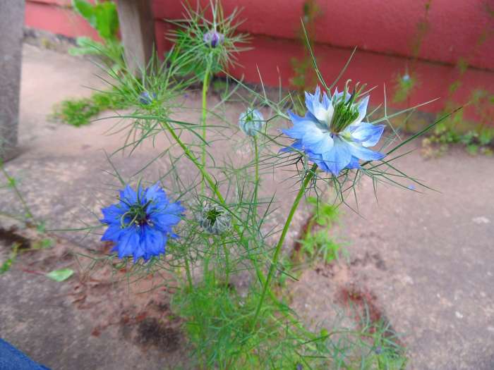 Nigella Stavia