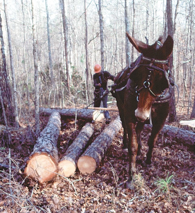 Mule pulling logs out of wooded areas then taking logs to sell them for making paper and such items.